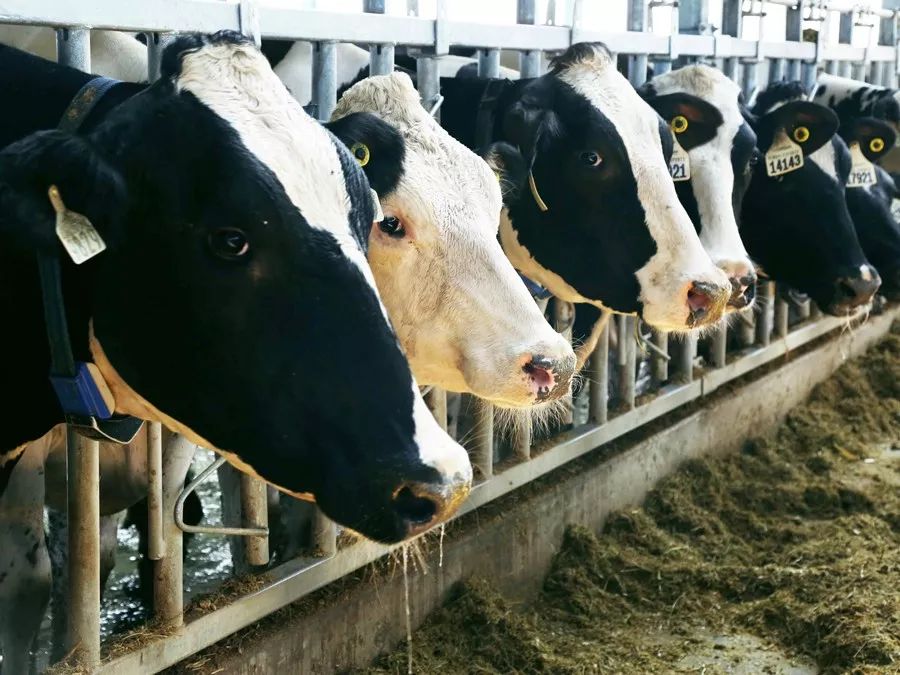 为了身体健康让孩子喝牛奶,让孩子喝上放心的牛奶就那么难吗