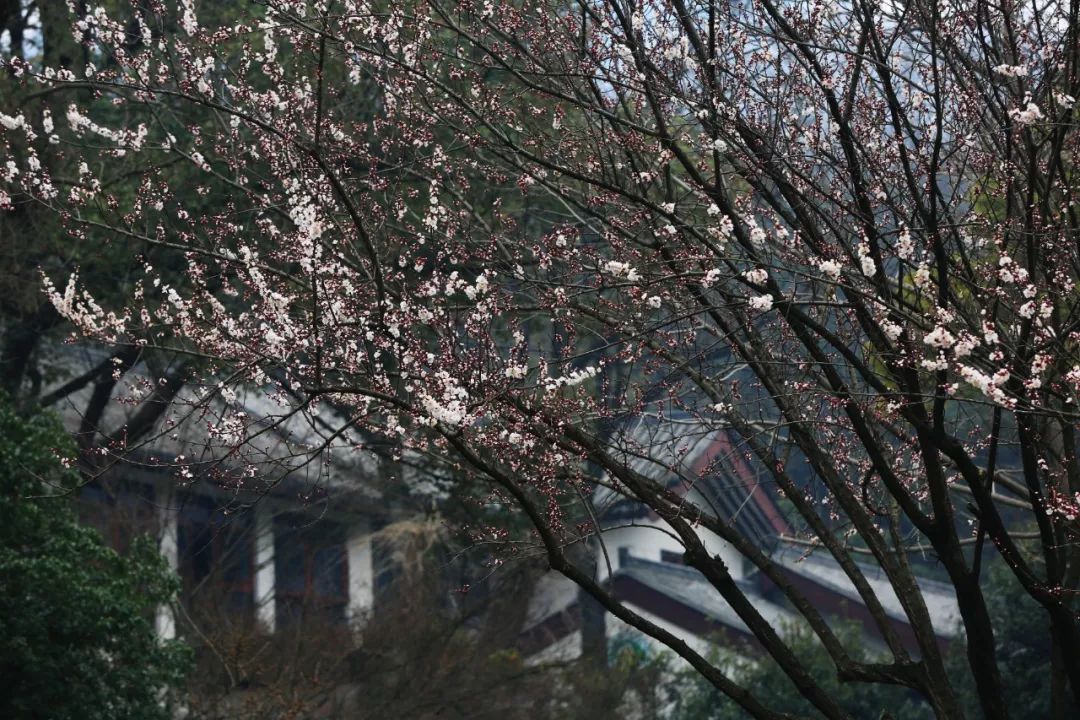 妯辨妗冩潖鏉庢ⅷ杈ㄨ鏂规硶,姊呮潕妗冩潖妯辫姳鎬庝箞鍖哄垎