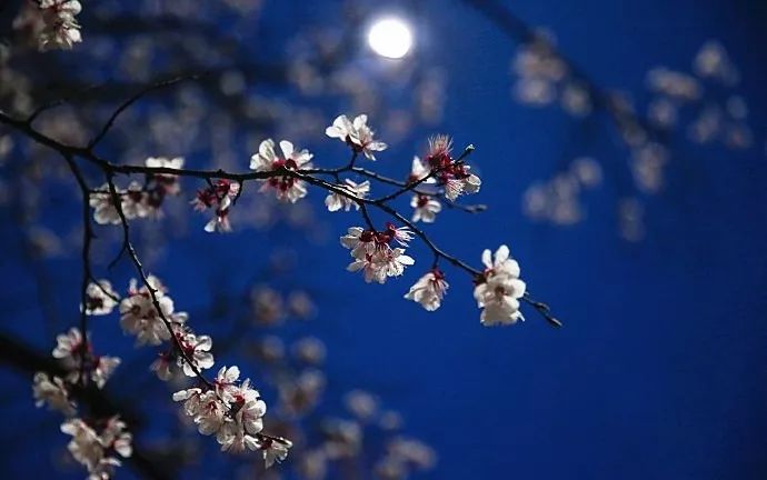 妯辨妗冩潖鏉庢ⅷ杈ㄨ鏂规硶,姊呮潕妗冩潖妯辫姳鎬庝箞鍖哄垎