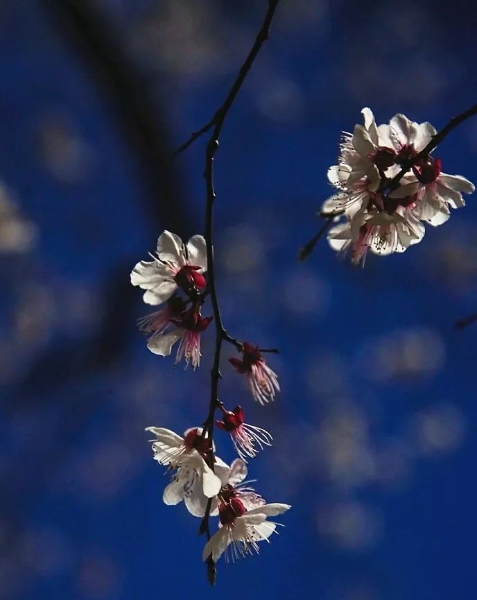 妯辨妗冩潖鏉庢ⅷ杈ㄨ鏂规硶,姊呮潕妗冩潖妯辫姳鎬庝箞鍖哄垎