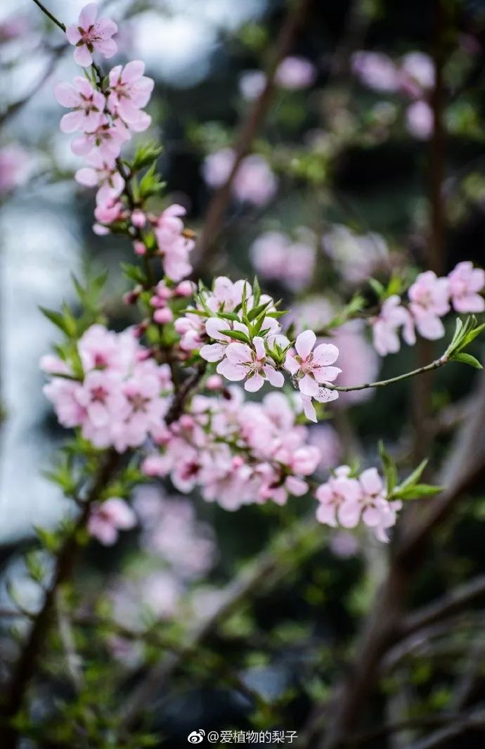 妯辨妗冩潖鏉庢ⅷ杈ㄨ鏂规硶,姊呮潕妗冩潖妯辫姳鎬庝箞鍖哄垎