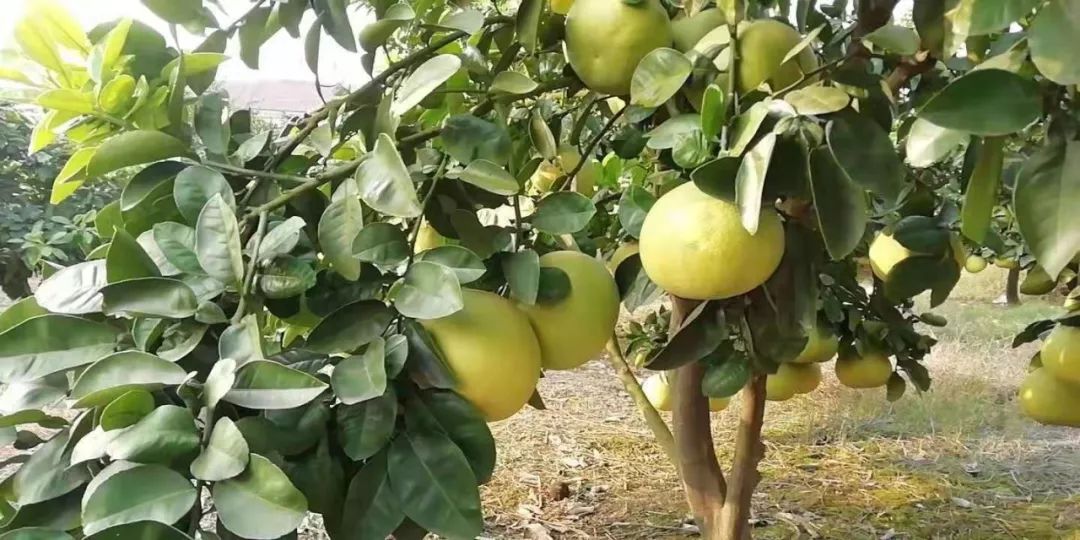 新鲜多汁的柚子又酸又甜,春天唯一的应季鲜柚