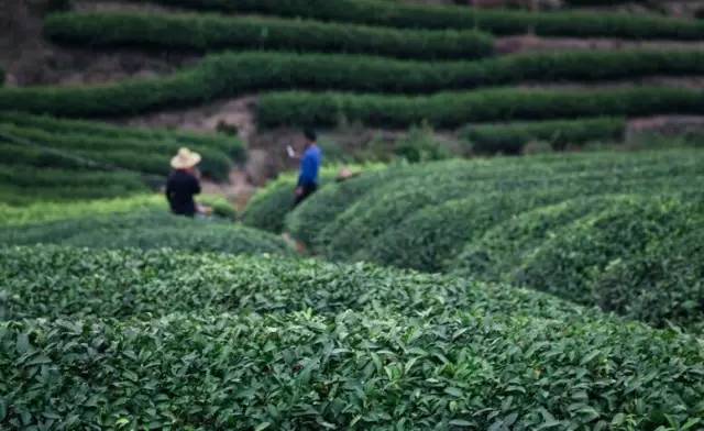 九华山德懋堂度假村,德懋堂度假村风景
