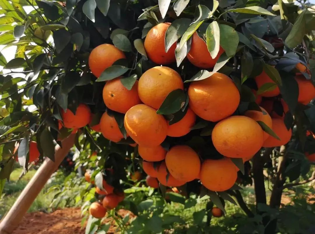 小心“柑”！桔子中的“爱马仕”即将空降义乌（粉丝专享价，仅预售两天！）