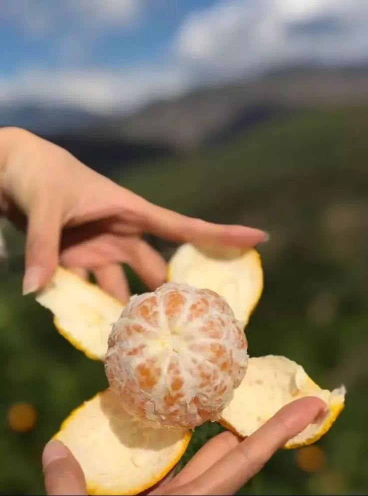 小心“柑”！桔子中的“爱马仕”即将空降义乌（粉丝专享价，仅预售两天！）