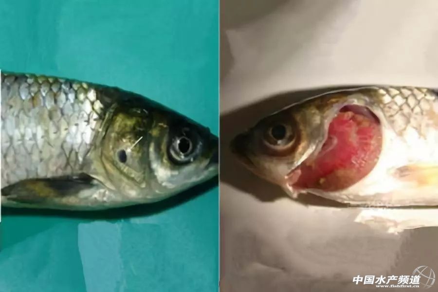 常见鱼鳃病,鱼类最难治的病