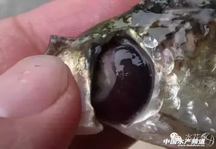 常见鱼鳃病,鱼类最难治的病