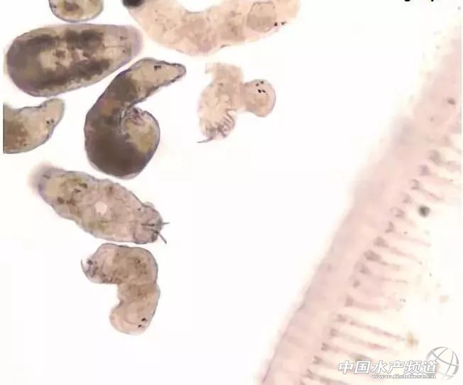 常见鱼鳃病,鱼类最难治的病