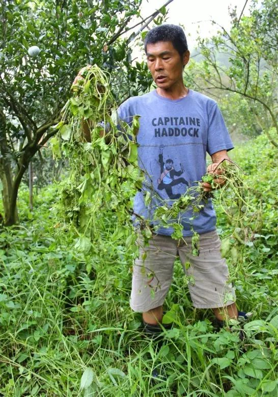 12年不打除草剂的生态农场,12年不除草