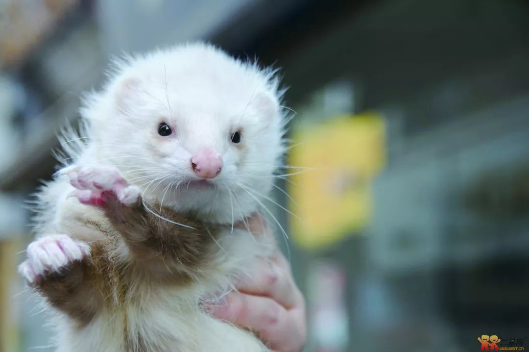 萌宠雪貂多少钱一只啊,萌宠雪貂的视频