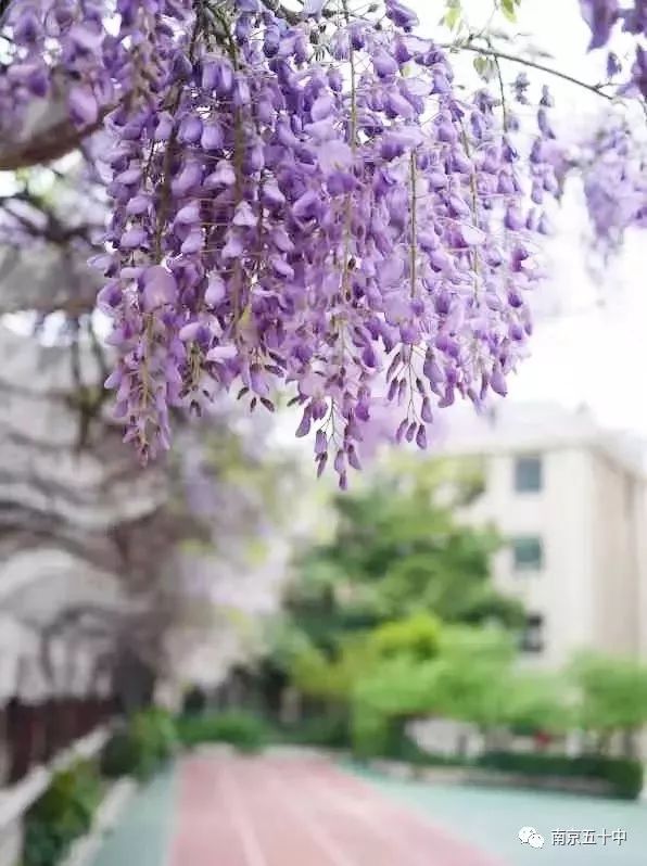 在市中心的学校,花园式学校值得孩子们拥有