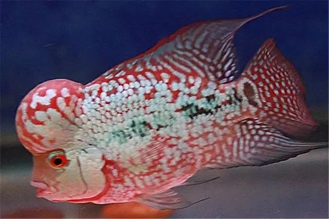 中等大小河虾怎么处理,放河虾笼的技巧视频