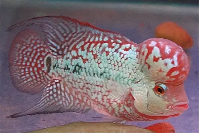 中等大小河虾怎么处理,放河虾笼的技巧视频