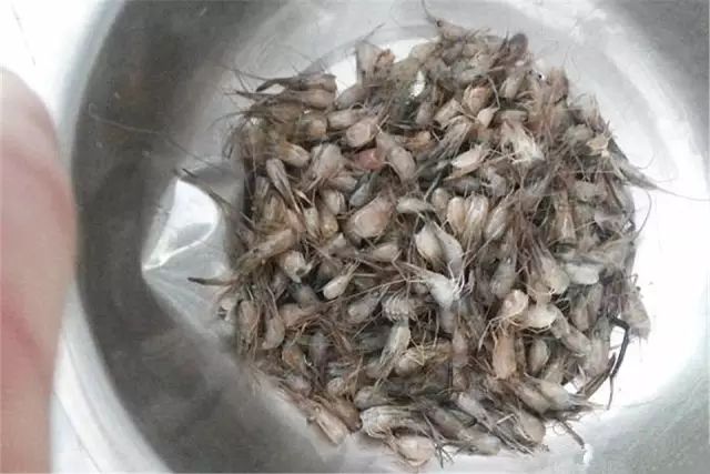 中等大小河虾怎么处理,放河虾笼的技巧视频