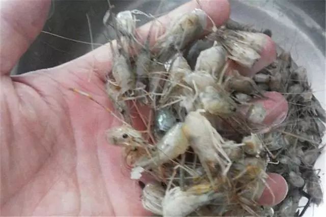 中等大小河虾怎么处理,放河虾笼的技巧视频