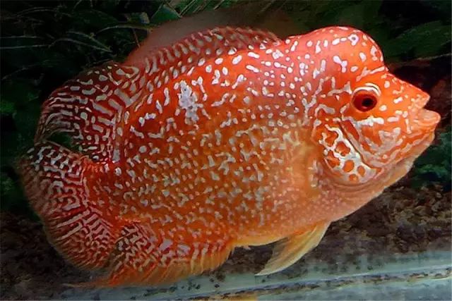 中等大小河虾怎么处理,放河虾笼的技巧视频