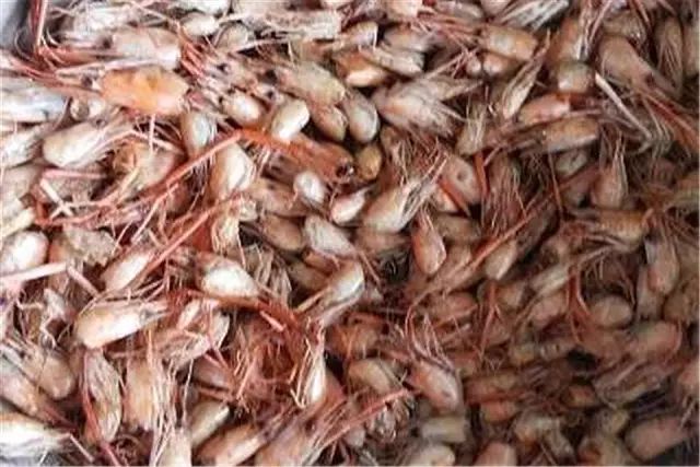 中等大小河虾怎么处理,放河虾笼的技巧视频