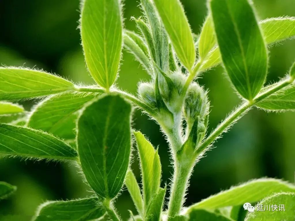 刘凤珍最美散文,刘凤珍散文精选