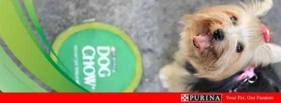 如何防止狗狗患上老年痴呆,什么狗狗竟然也会得老年痴呆