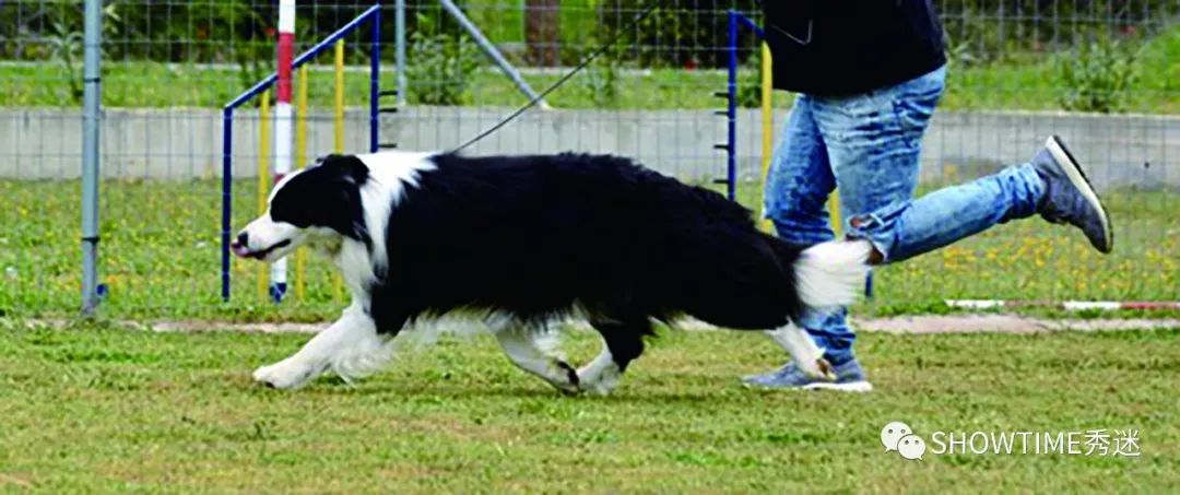 Elyn：非常安静内向的……野姑娘。|犬学知识专业版封面故事