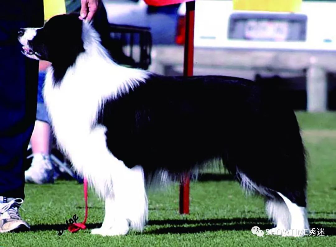 Elyn：非常安静内向的……野姑娘。|犬学知识专业版封面故事