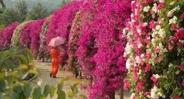 沈阳飞西双版纳直飞几个小时,沈阳直飞西双版纳机票多少钱