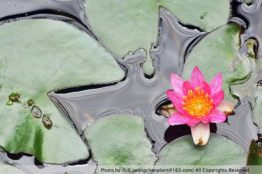 微型睡莲的品种及图片介绍,冬季适合种植的睡莲