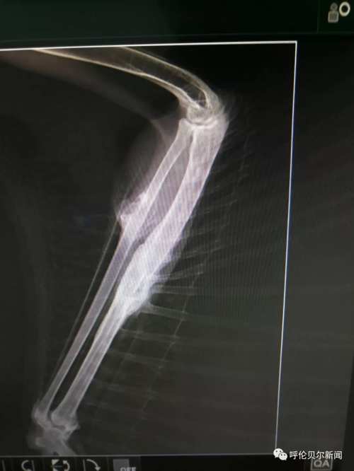 蒙古雕鸮,大鸟雕鸮