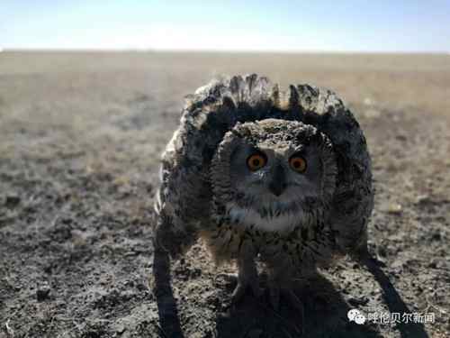 蒙古雕鸮,大鸟雕鸮