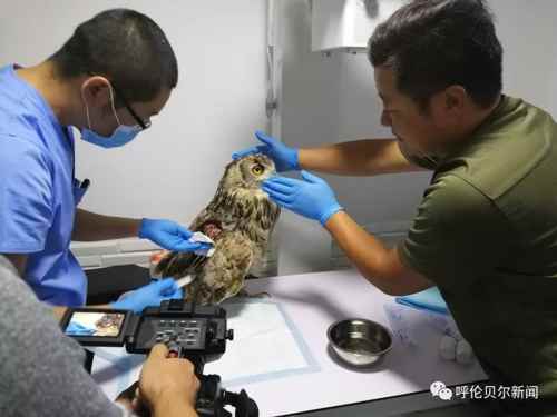 蒙古雕鸮,大鸟雕鸮
