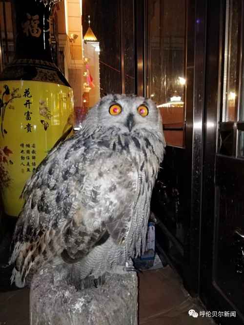 蒙古雕鸮,大鸟雕鸮