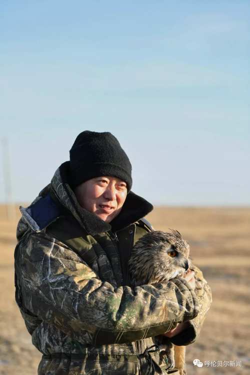 蒙古雕鸮,大鸟雕鸮