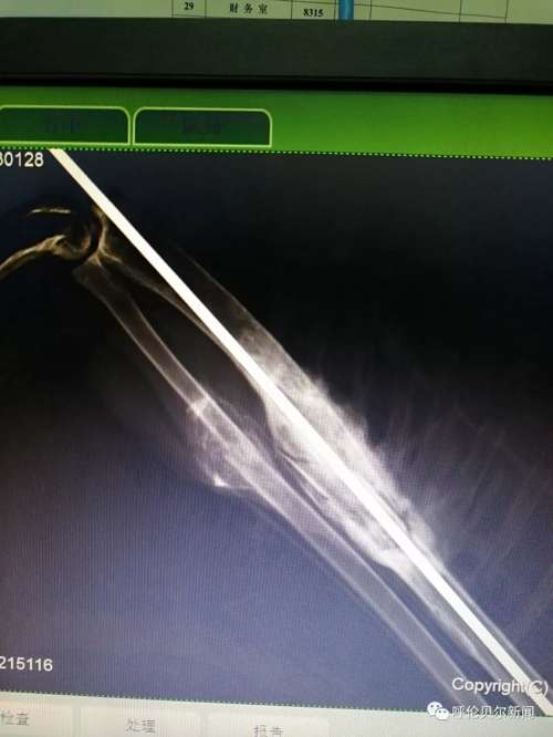 蒙古雕鸮,大鸟雕鸮