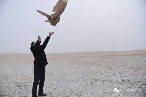 蒙古雕鸮,大鸟雕鸮