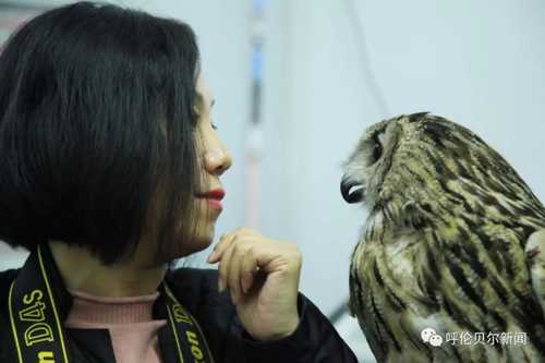 蒙古雕鸮,大鸟雕鸮