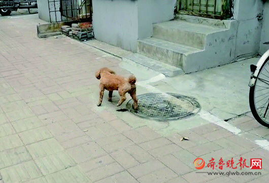 “狗仗人势”养顽疾不文明症结在主人不能由着狗性子