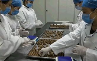祛湿气薏仁丸,祛湿薏仁丸功效作用