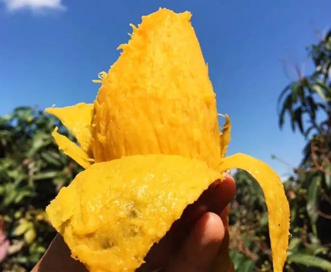 吃货推荐好吃的水果,香甜多汁海南贵妃应季水果