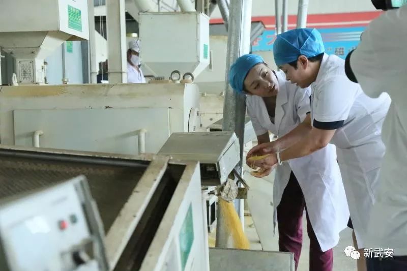 武安谷子,武安种什么农作物好