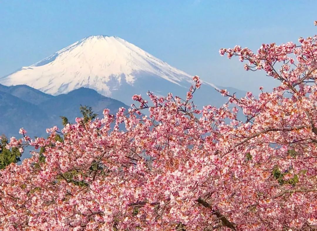 樱花季快到了赴日赏樱,樱花季太湖鼋头渚风景区赏樱攻略