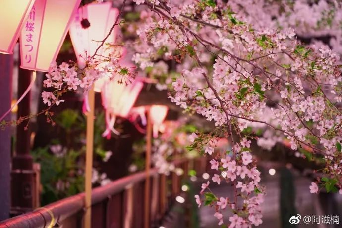樱花季快到了赴日赏樱,樱花季太湖鼋头渚风景区赏樱攻略