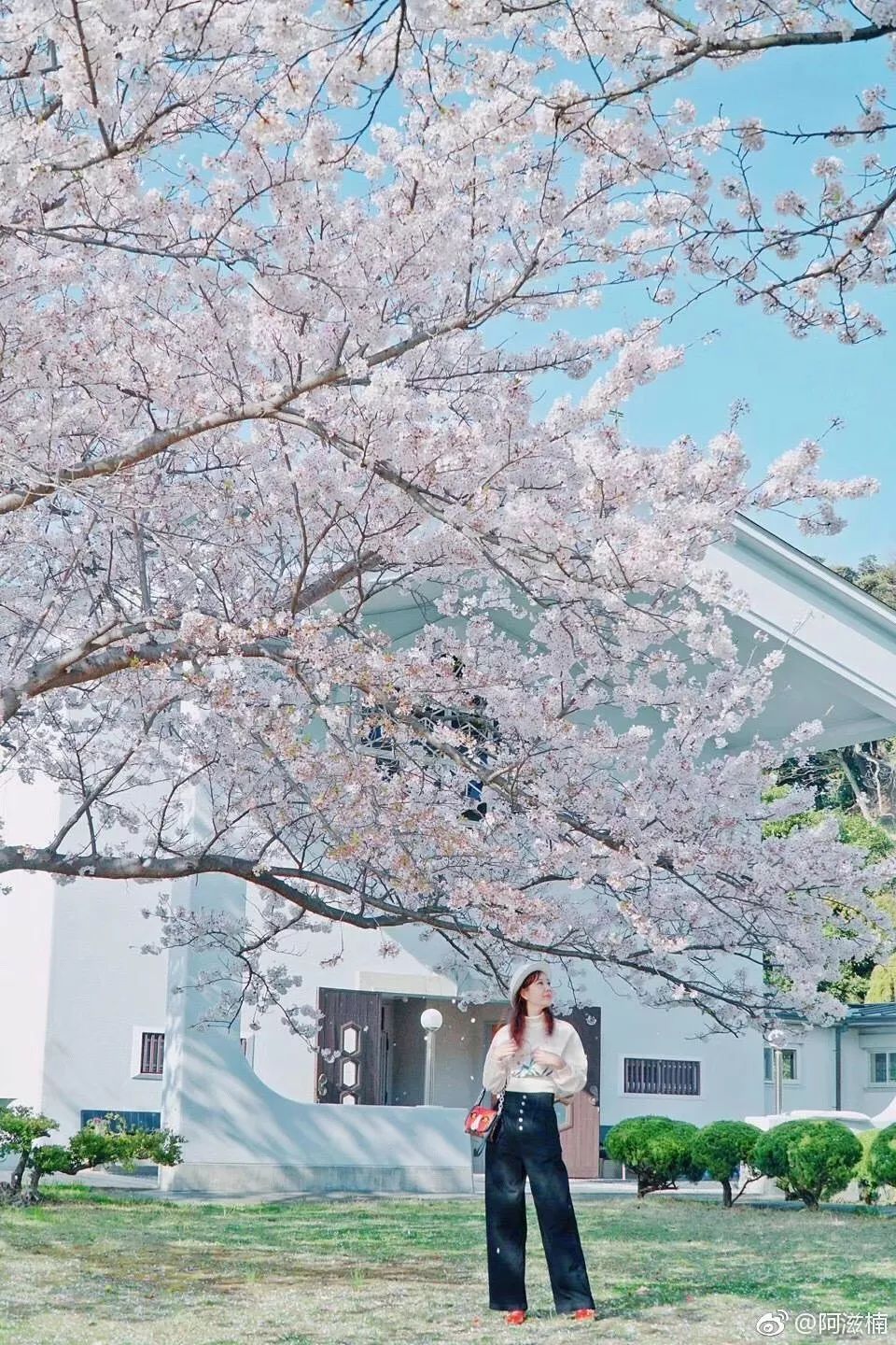 樱花季快到了赴日赏樱,樱花季太湖鼋头渚风景区赏樱攻略