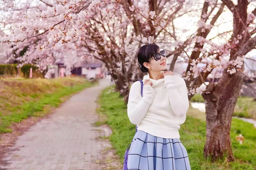 樱花季快到了赴日赏樱,樱花季太湖鼋头渚风景区赏樱攻略