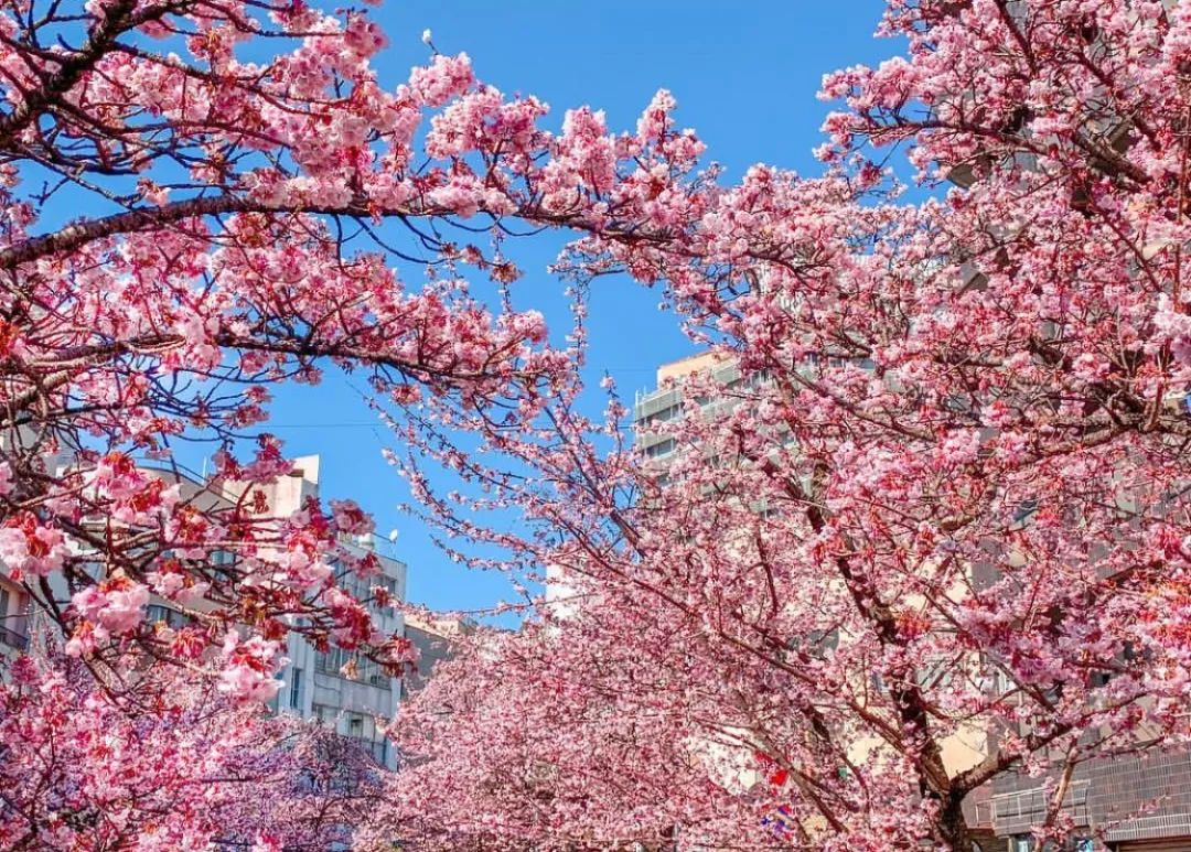樱花季快到了赴日赏樱,樱花季太湖鼋头渚风景区赏樱攻略