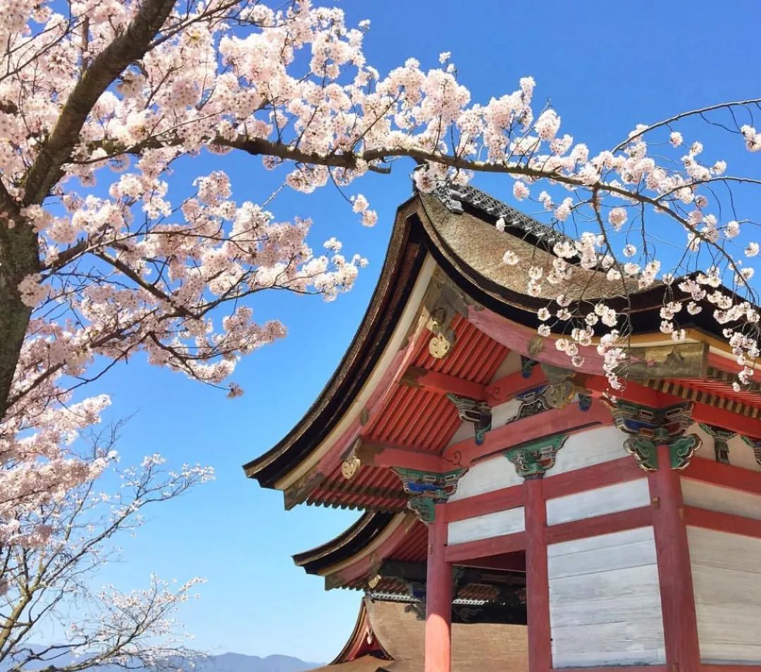 樱花季快到了赴日赏樱,樱花季太湖鼋头渚风景区赏樱攻略