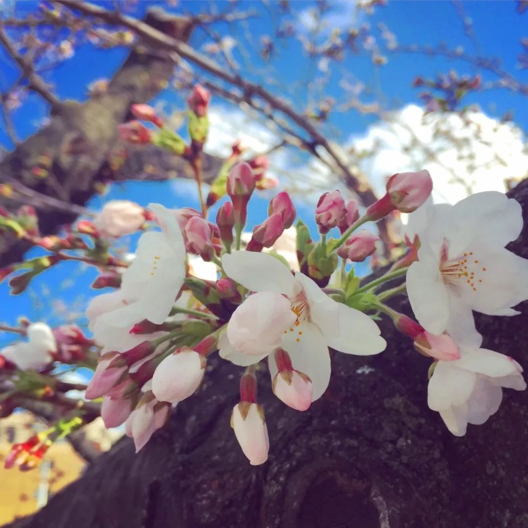 樱花季快到了赴日赏樱,樱花季太湖鼋头渚风景区赏樱攻略
