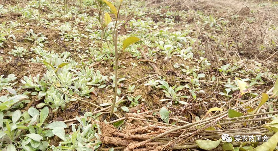 茶叶苗黄怎么办,茶苗有的变成黄的叶怎么办