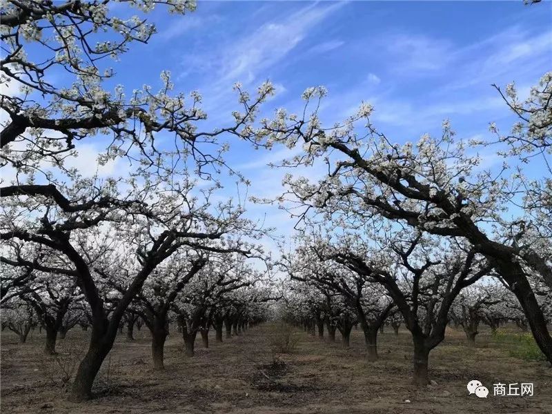 认准了！“懂菜农业”杯第七届黄河故道湿地花海徒步穿越路标已布置完成
