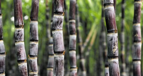 比毒蛇还毒？这种食物清明前后大量上市，好多湖南人特别爱吃…