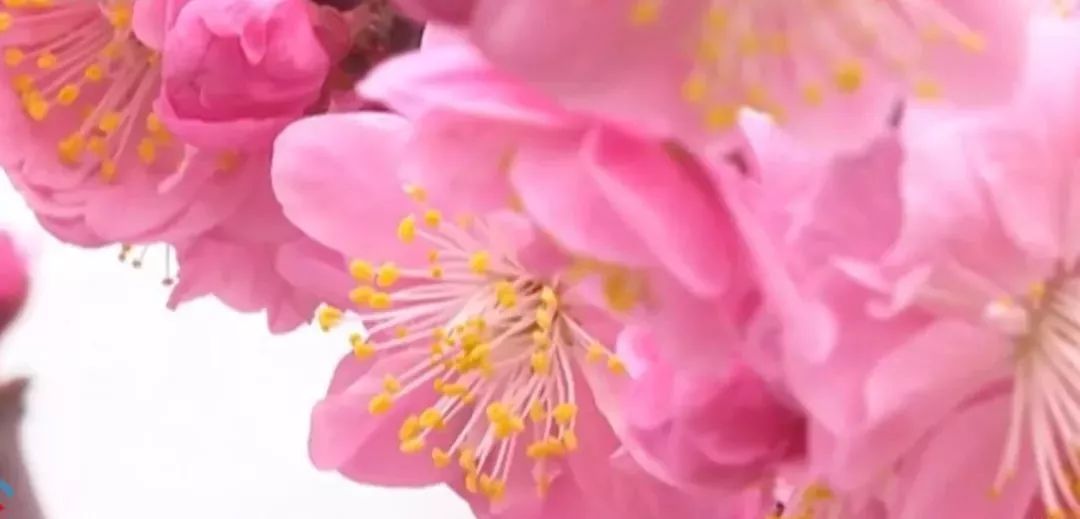 【提醒】赏花拍照回来，90后姑娘视力猛降到0.1…最近大批人被它坑进医院！